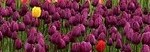 tulips-175605__180